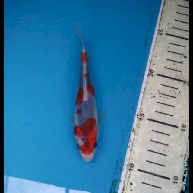 Goshiki 14cm