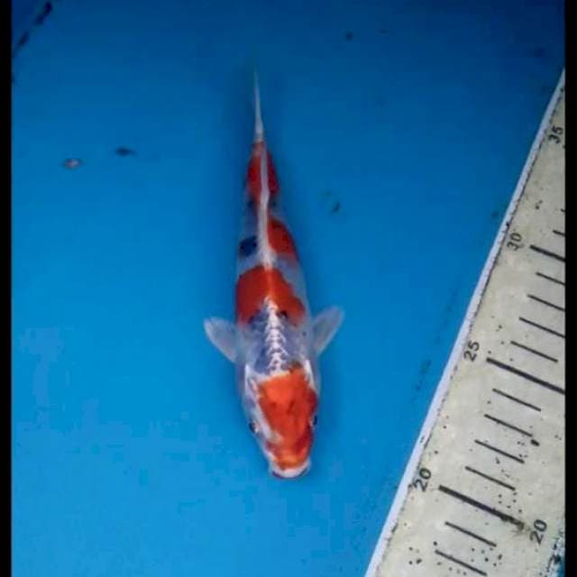 Yamato Nishiki 16cm