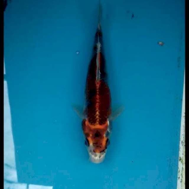 Goshiki 17cm