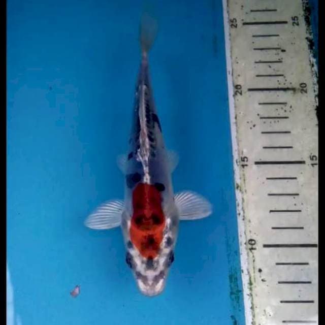 Beni Kikokuryu 15cm
