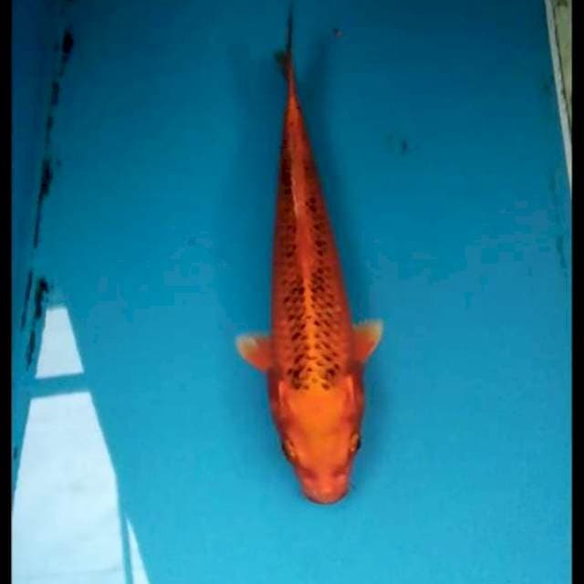 Kin Matsuba 19cm