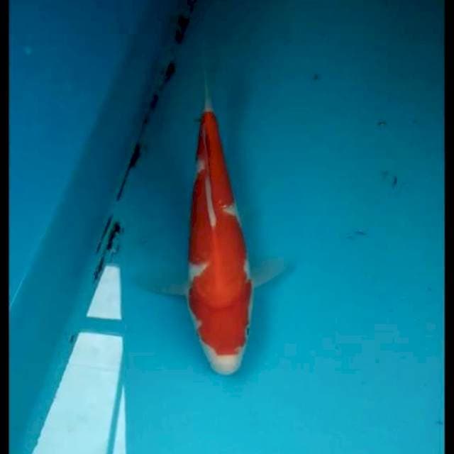 Kohaku 17cm