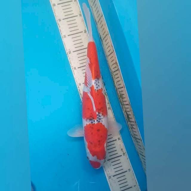 Goshiki 47cm
