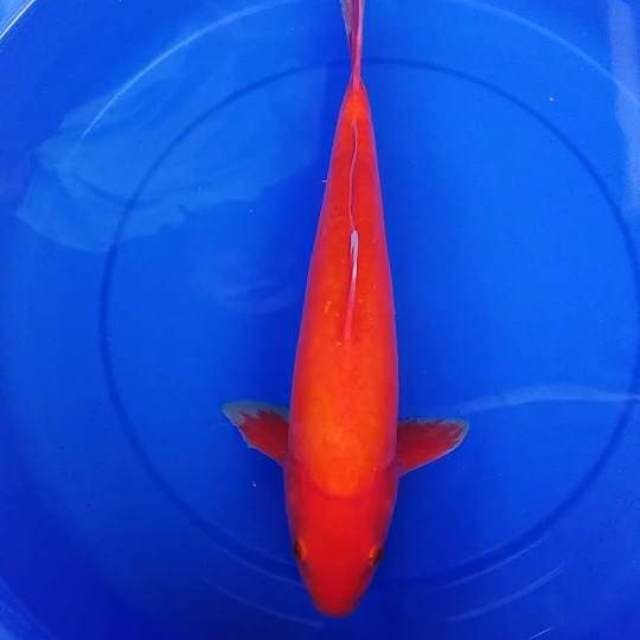 benigoi doit 41cm