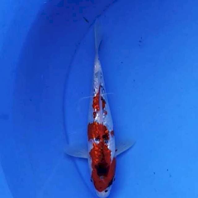 Sanke ginrin juozz 23 cm