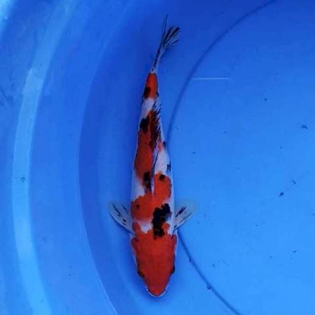 Sanke sip joz 27 cm