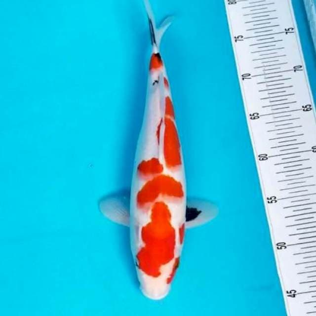 SHOWA TATEGOI 35 CM
