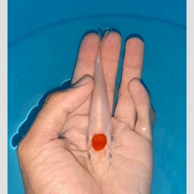 Edisi nemu tancho cilik putih susu baru di sortir