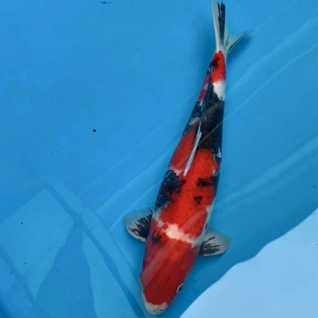 DAINICHI SHOWA 45bu