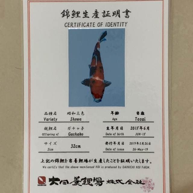 DAINICHI SHOWA 45bu