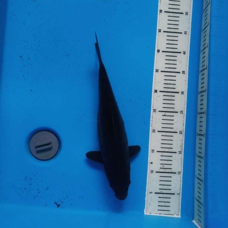 BLACK JUMBO 39 CM