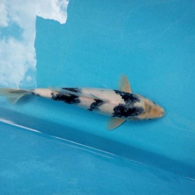 Siro tategoi