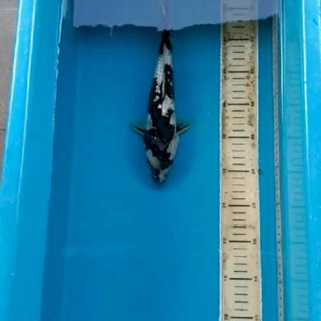 MALE SZ 31 CM 