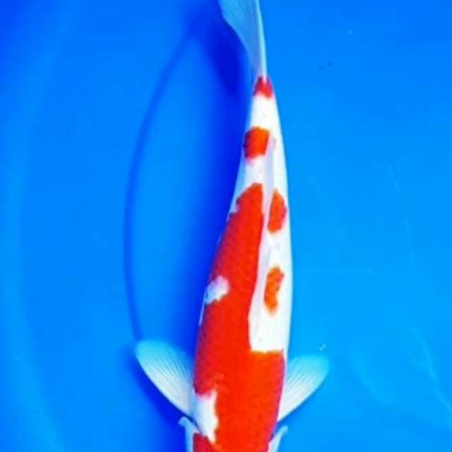 Kohaku mening original