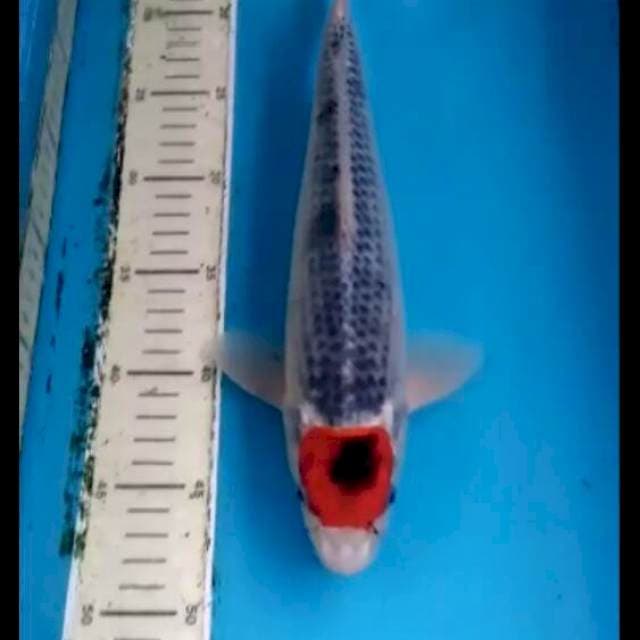Tc Goshiki 32cm Male