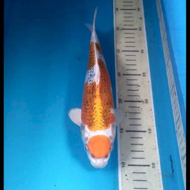 Maruten Kujaku27cm Male