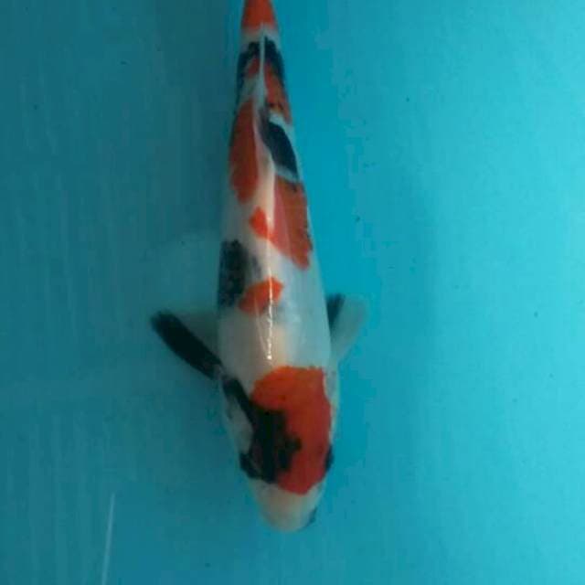 Showa 25cm