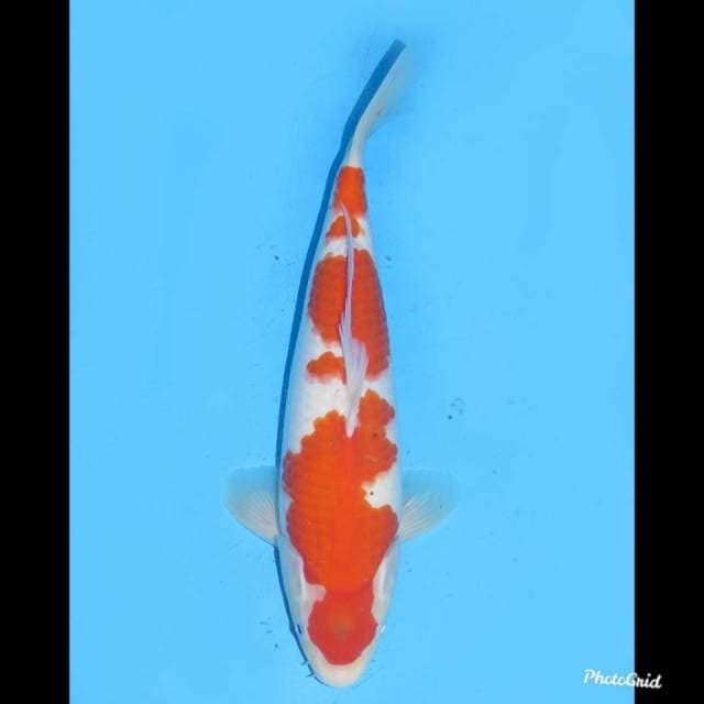 32cm - Taisho Sanke Tategoi  - Male 