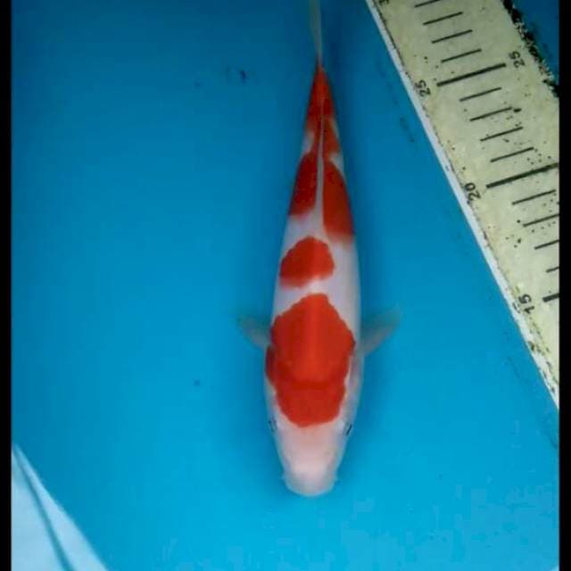 Kohaku 20cm Male