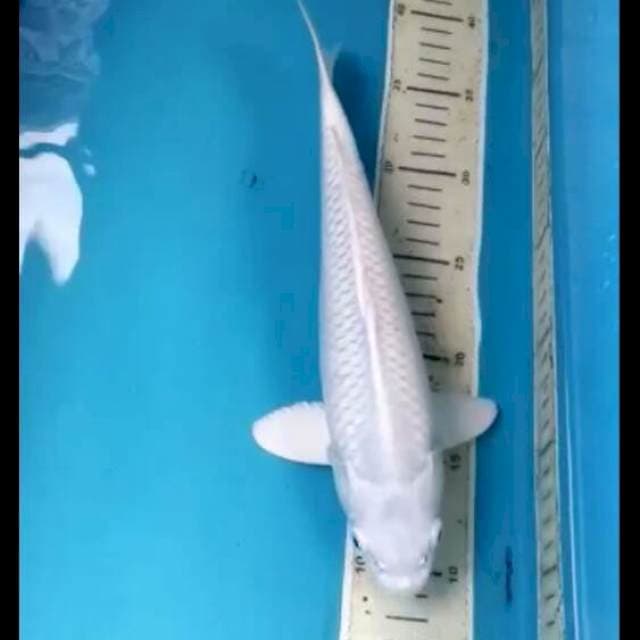Platinum29cm Male