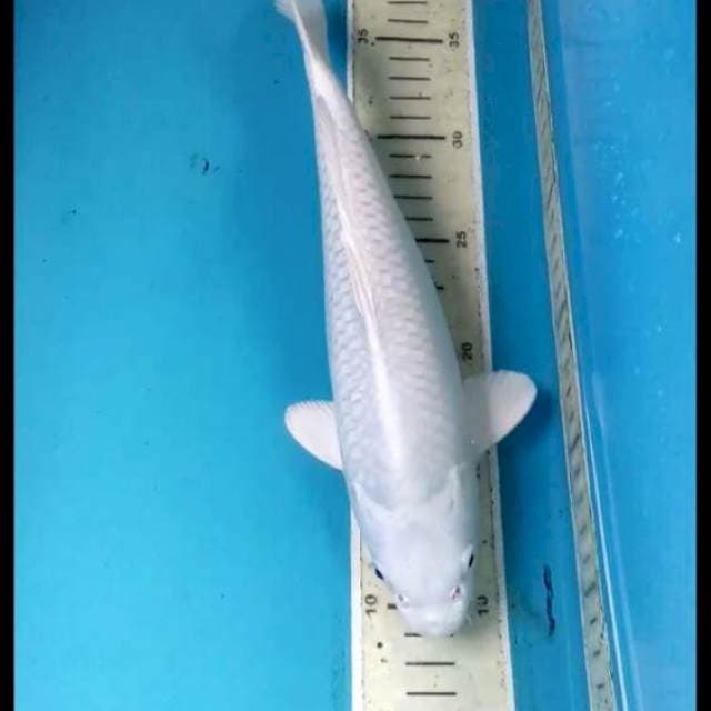 Platinum 28cm Male