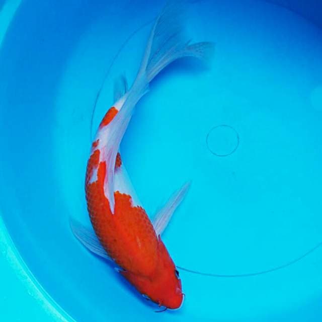 Kumpay kohaku munuk 32cm