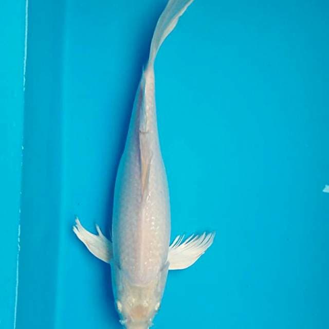 Kumpay platinum ginrin 33cm