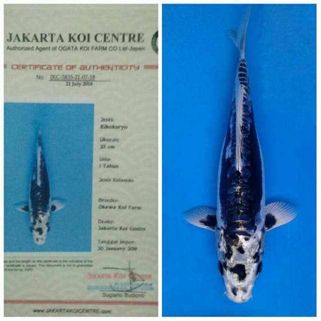 Okawa Kiko
