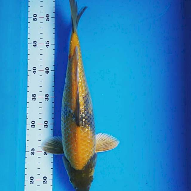 Ki utsuri ginrin munuk 35cm male