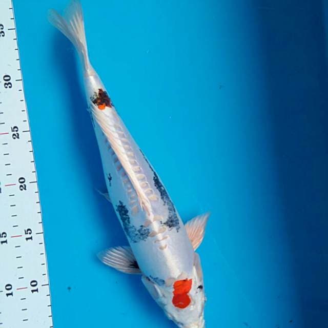 Good kiko 33cm male