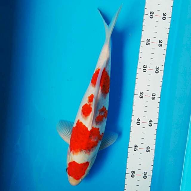 Ai goromo step 32cm male