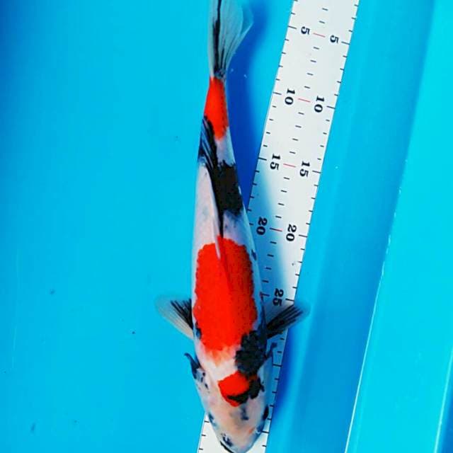 Beauty showa 34cm