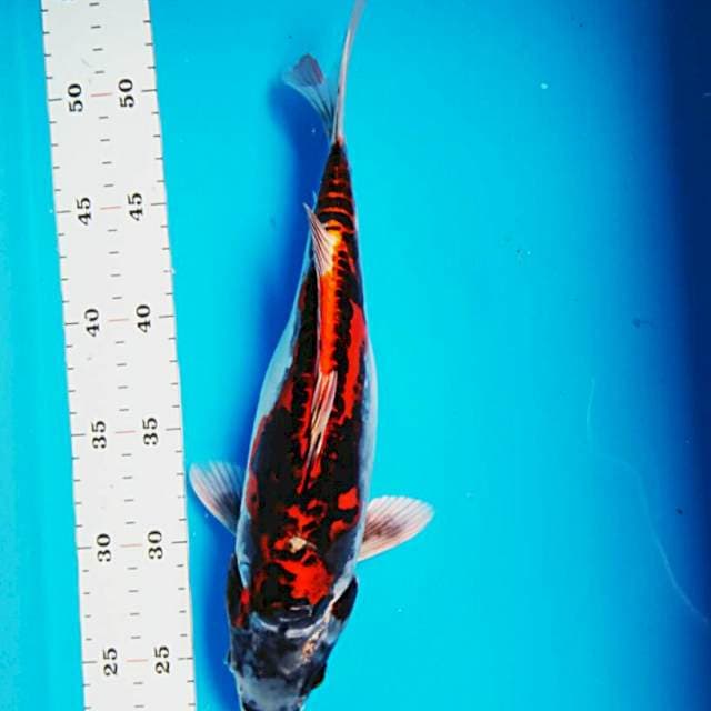 Beni kiko 30cm
