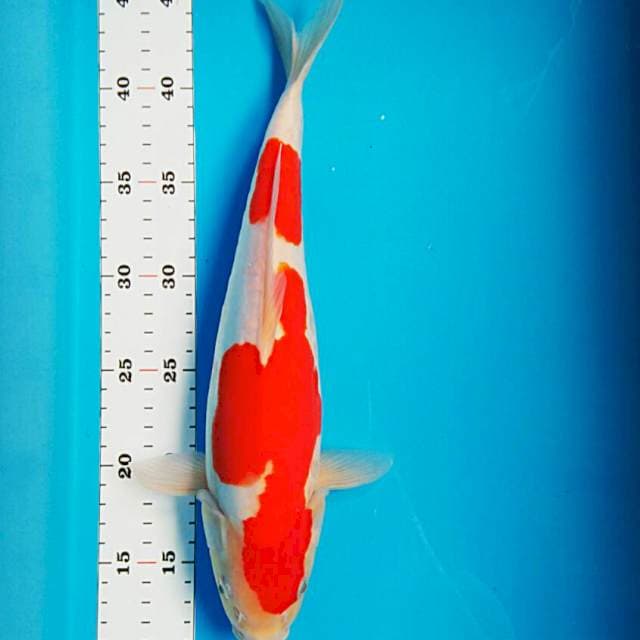 Kohaku doit 35cm