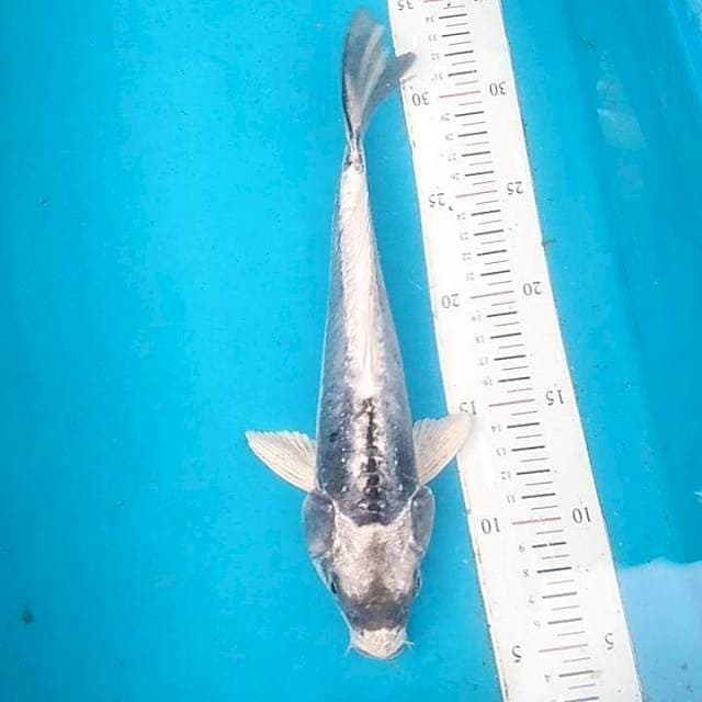#3 Gin Kabuto 27cm