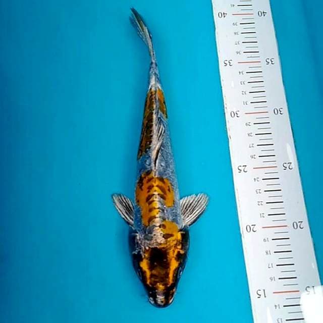 #6 Beni gingga 25cm