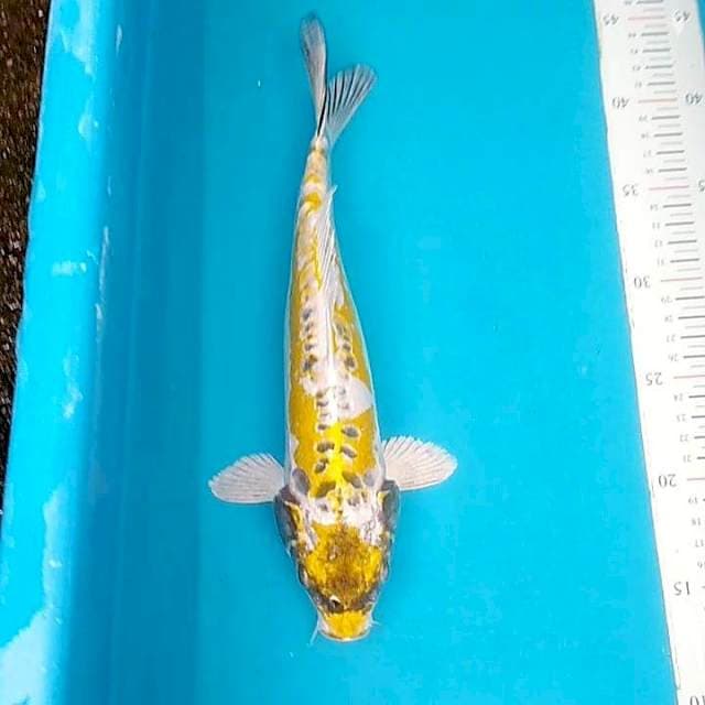 #9 Kin Kujaku 30cm