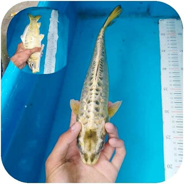 Mukashi aragoke ginrin 34cm