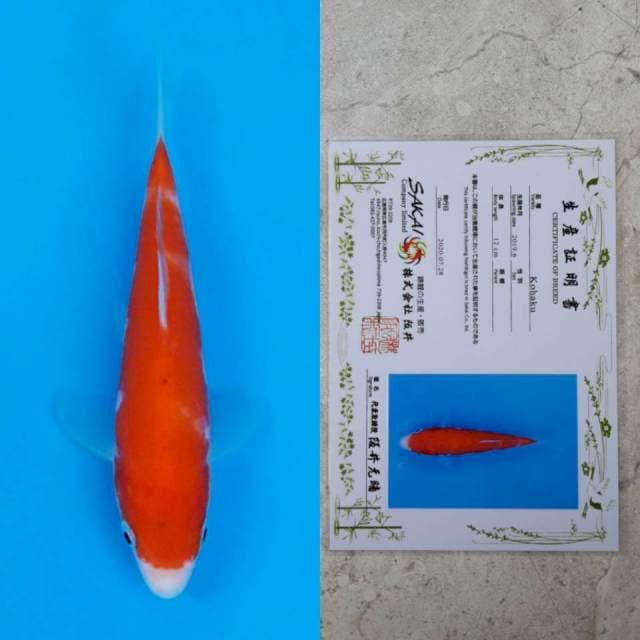 Sakai kohaku 14cm serti