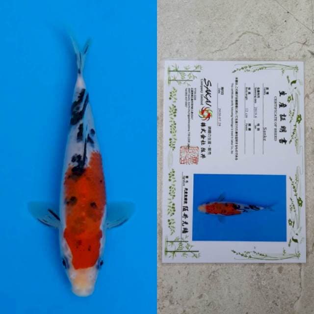 Sakai sanke 15cm serti