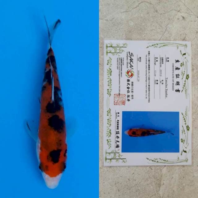 Sakai sanke 13cm serti