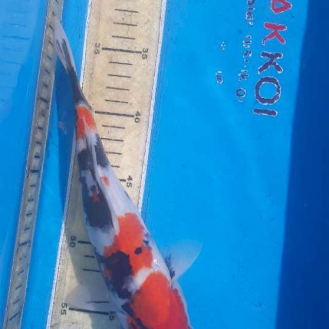 Showa 25cm