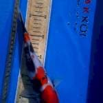 Showa 25cm
