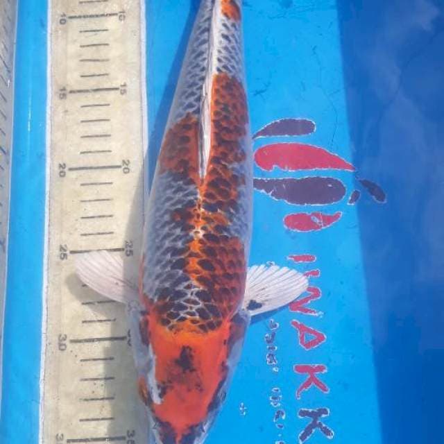 Kujaku size 35