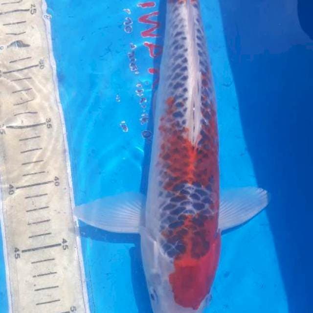 Goshiki 37 cm