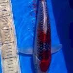 Goshiki 37 cm