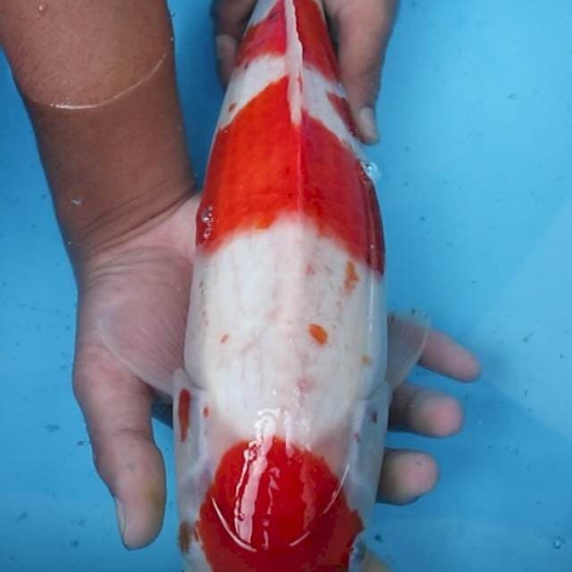 KOHAKU MARUTEN ISTIMEWA 40BU