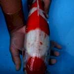 KOHAKU MARUTEN ISTIMEWA 40BU
