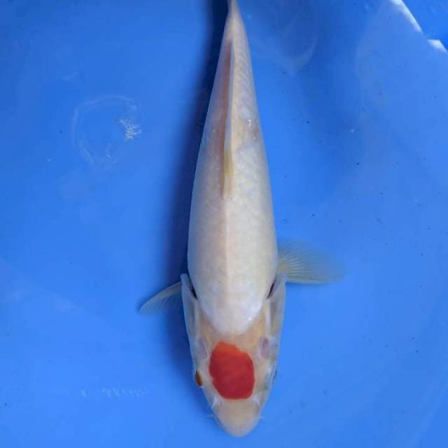 Tancho Kohaku, 29cm
