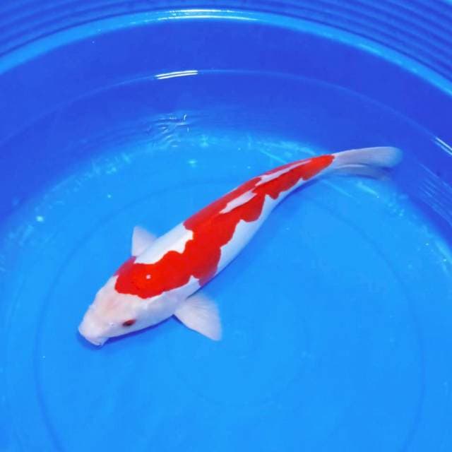 Kohaku doitsu murni male 45bu